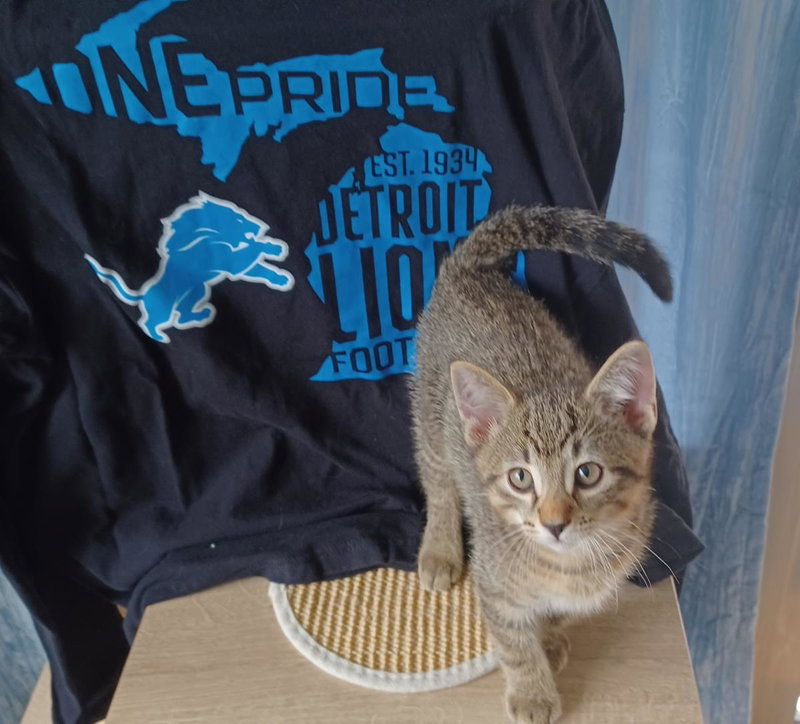 Karo, a male Tabby kitten up for adoption