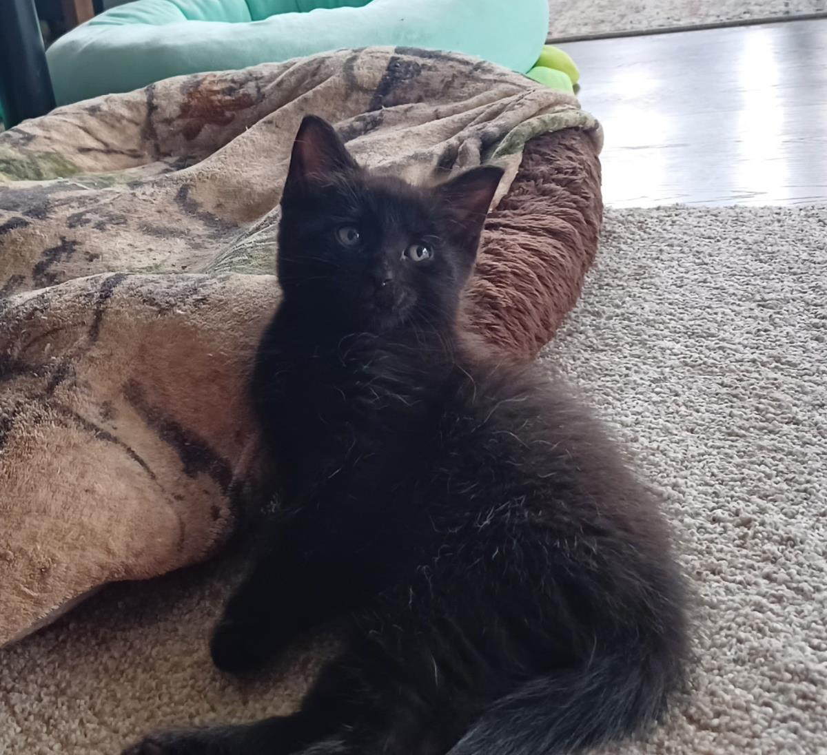 Pinto, Domestic Short Hair