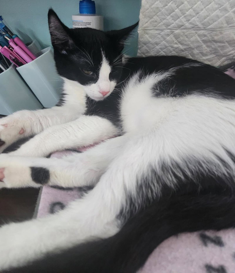 Teddy, a young male cat up for adoption
