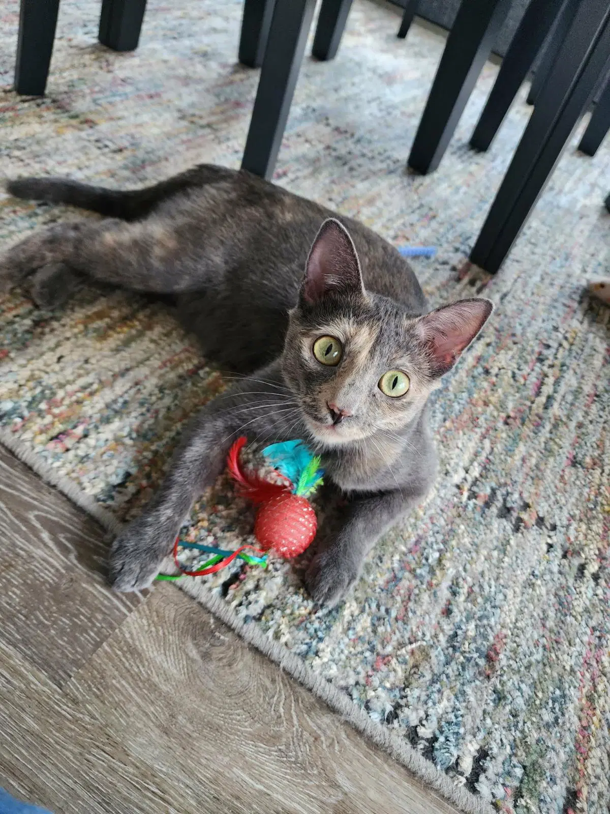 Karol - Dilute Tortoiseshell
