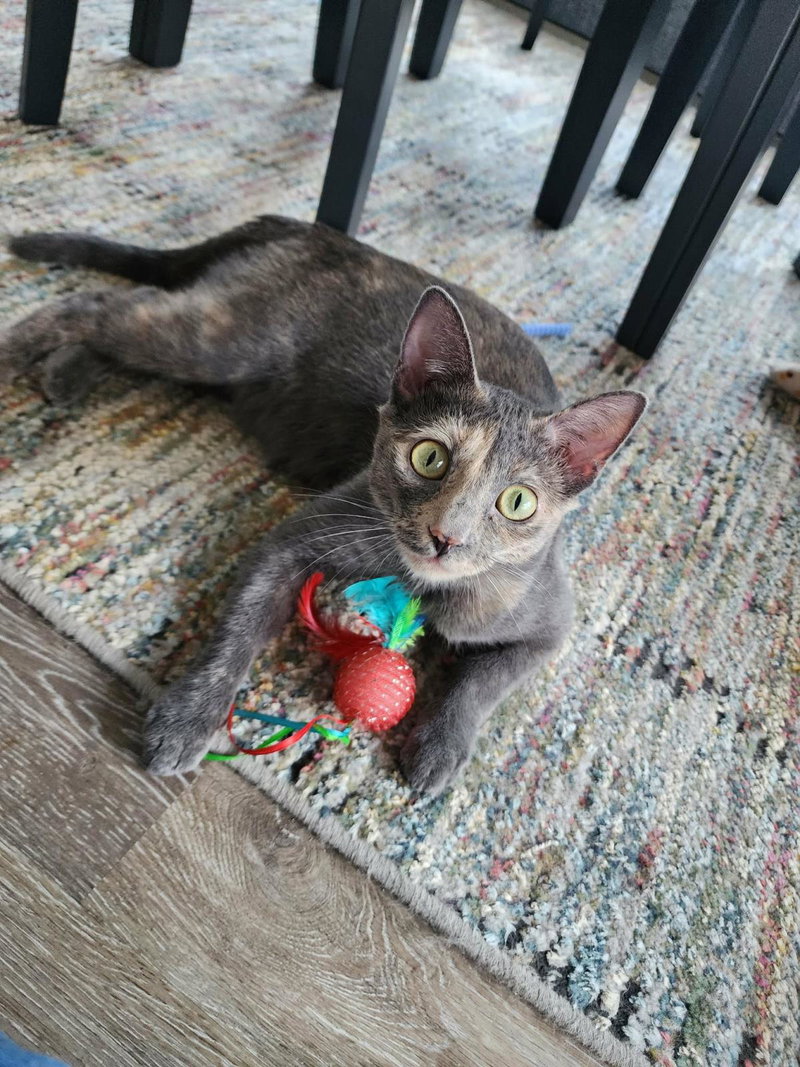 Karol, an adult female Dilute Tortoiseshell cat up for adoption