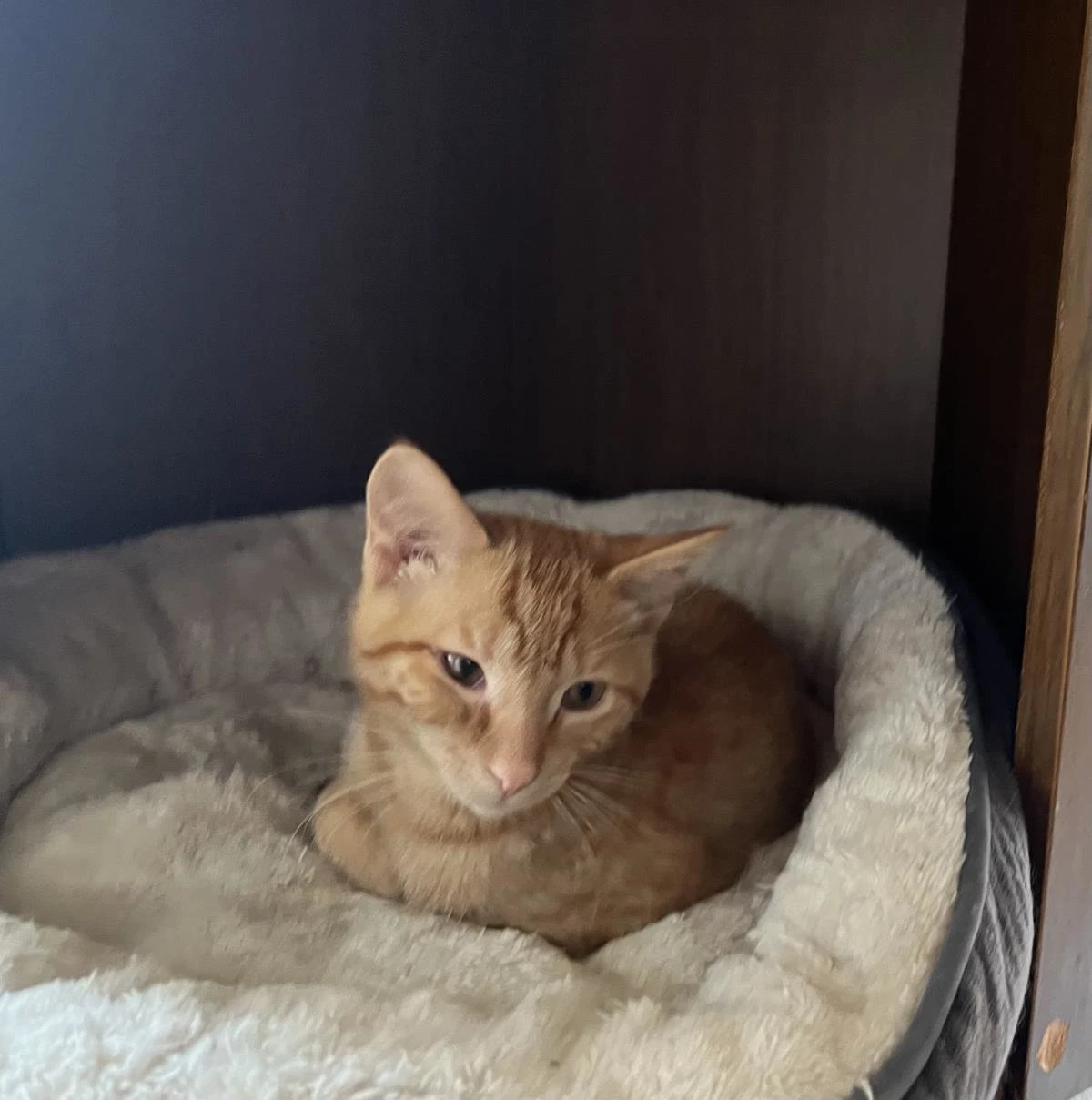 Milo
