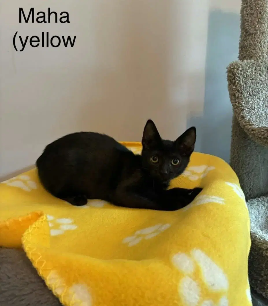 Maha - Domestic Short Hair