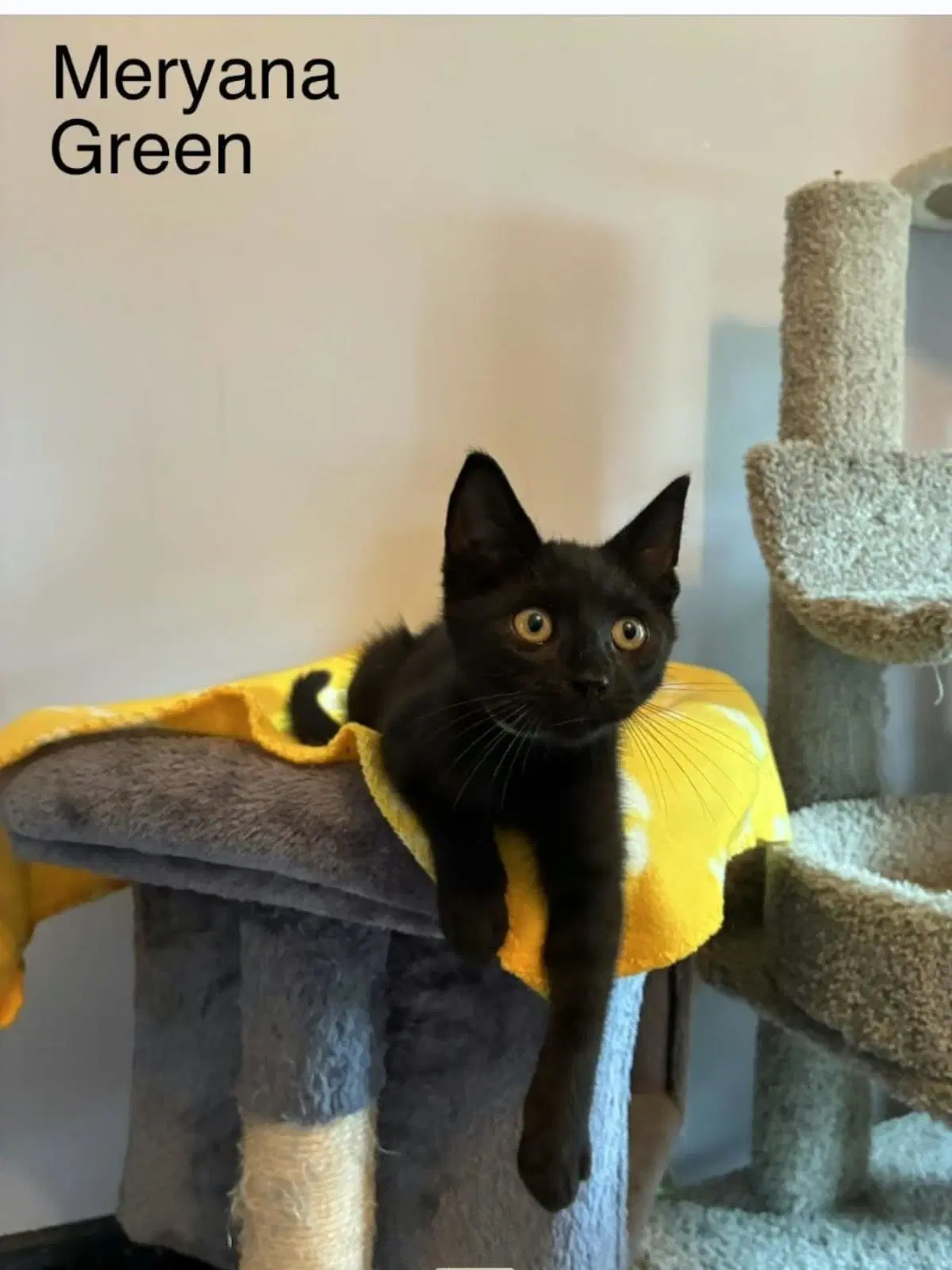Meryana - Domestic Short Hair