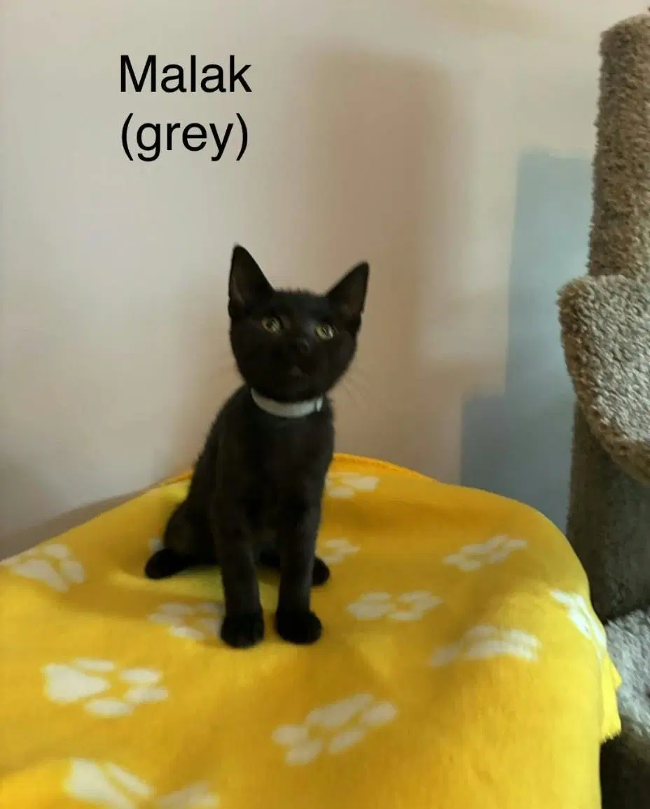 Makak - Domestic Short Hair