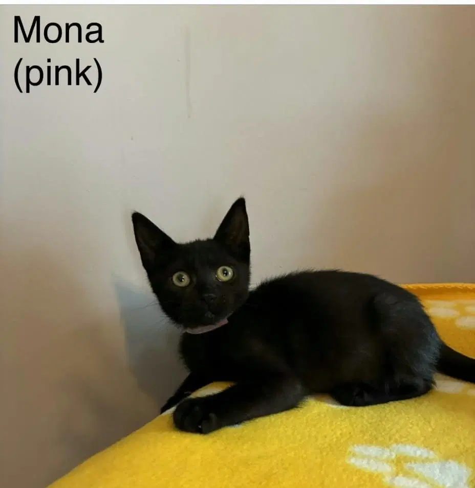 Mona image 1