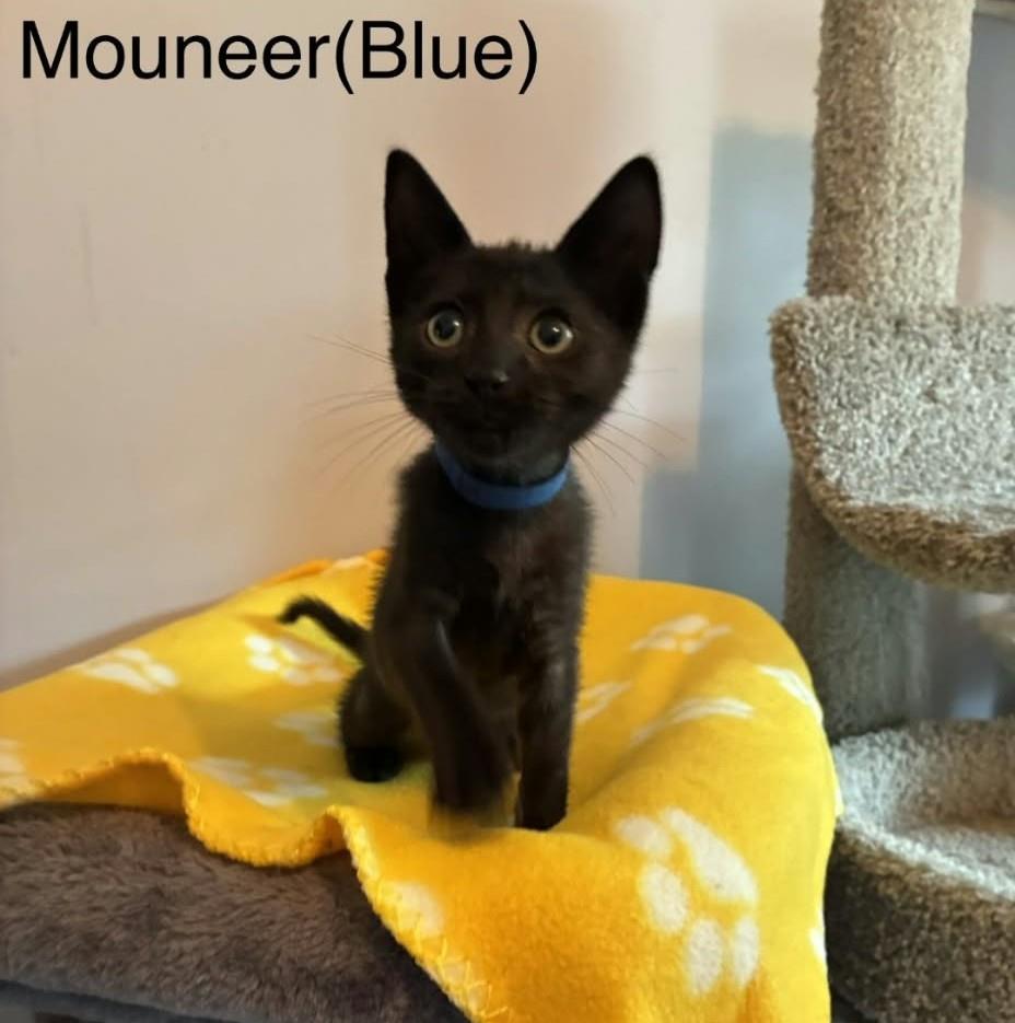 Mouneer