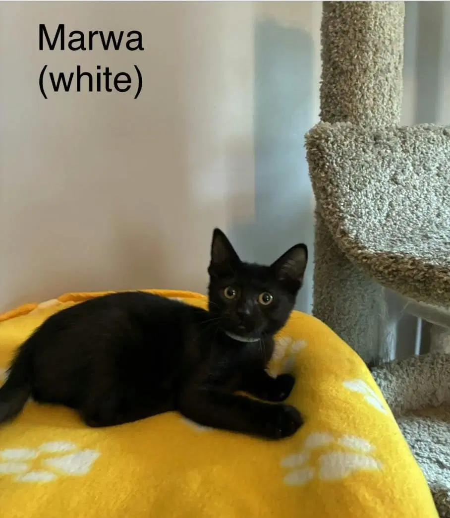 Marwa - Abyssinian