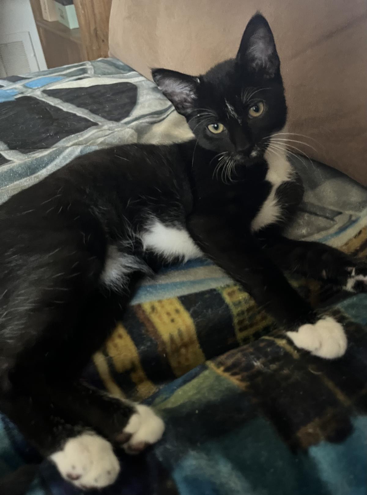 Sylvester
