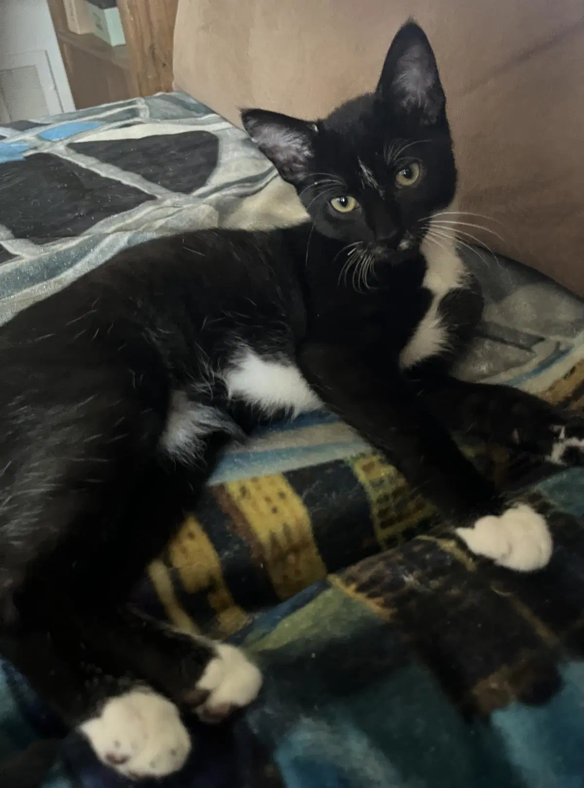 Sylvester - Domestic Short Hair