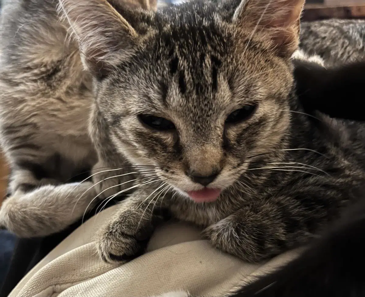 Persephone - Tabby