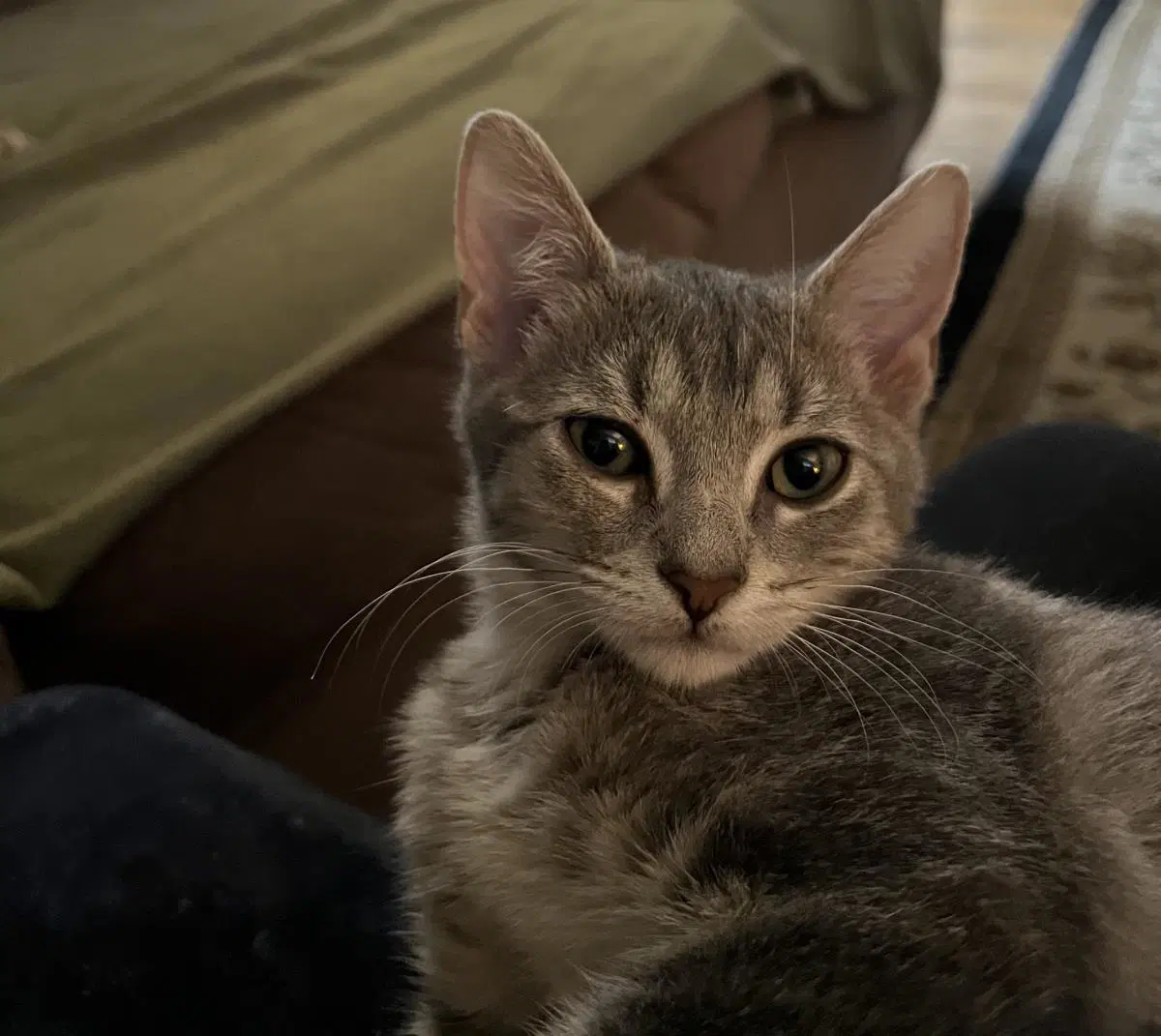 Willow - Tabby
