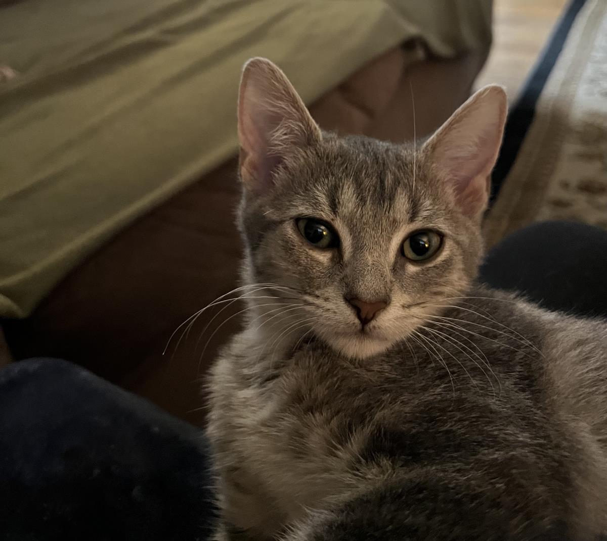 Willow