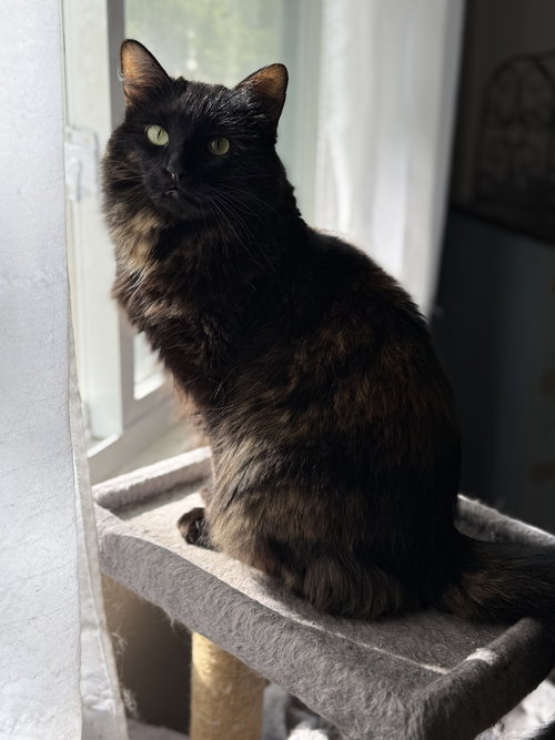 picture of the cat needing adoption