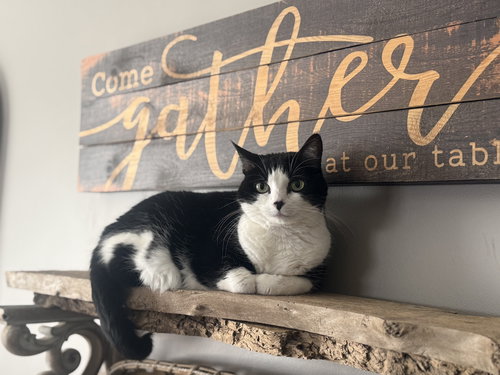 picture of the cat needing adoption
