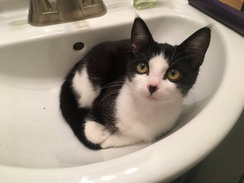 Photo 4 of Nova