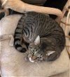 adoptable Cat in fenton, MO named Meeko