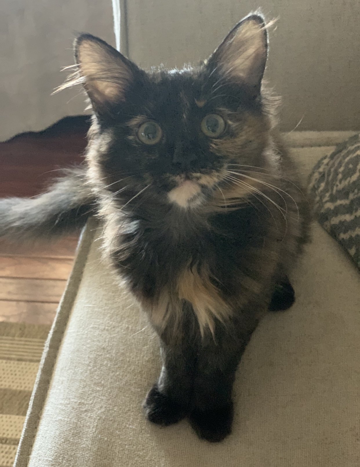 adoptable Cat in Fenton, MO named Fluffy