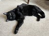 adoptable Cat in Fenton, MO named Teenie