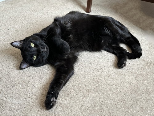 picture of the cat needing adoption
