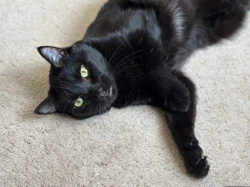 TEENIE - Domestic Short Hair available for adoption