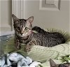 adoptable Cat in fenton, MO named Jamie