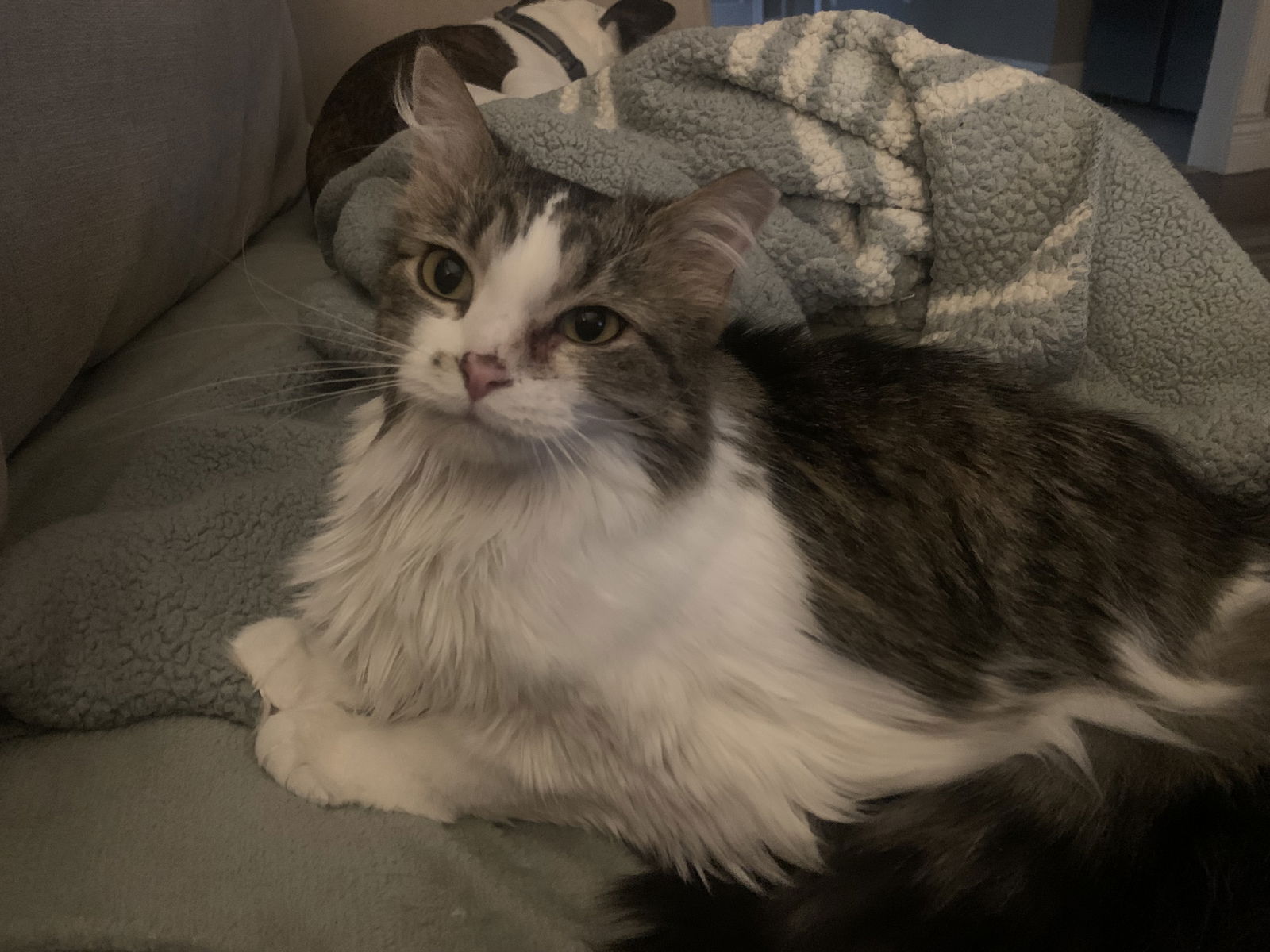 adoptable Cat in Fenton, MO named Dizzy