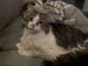 adoptable Cat in fenton, MO named Dizzy