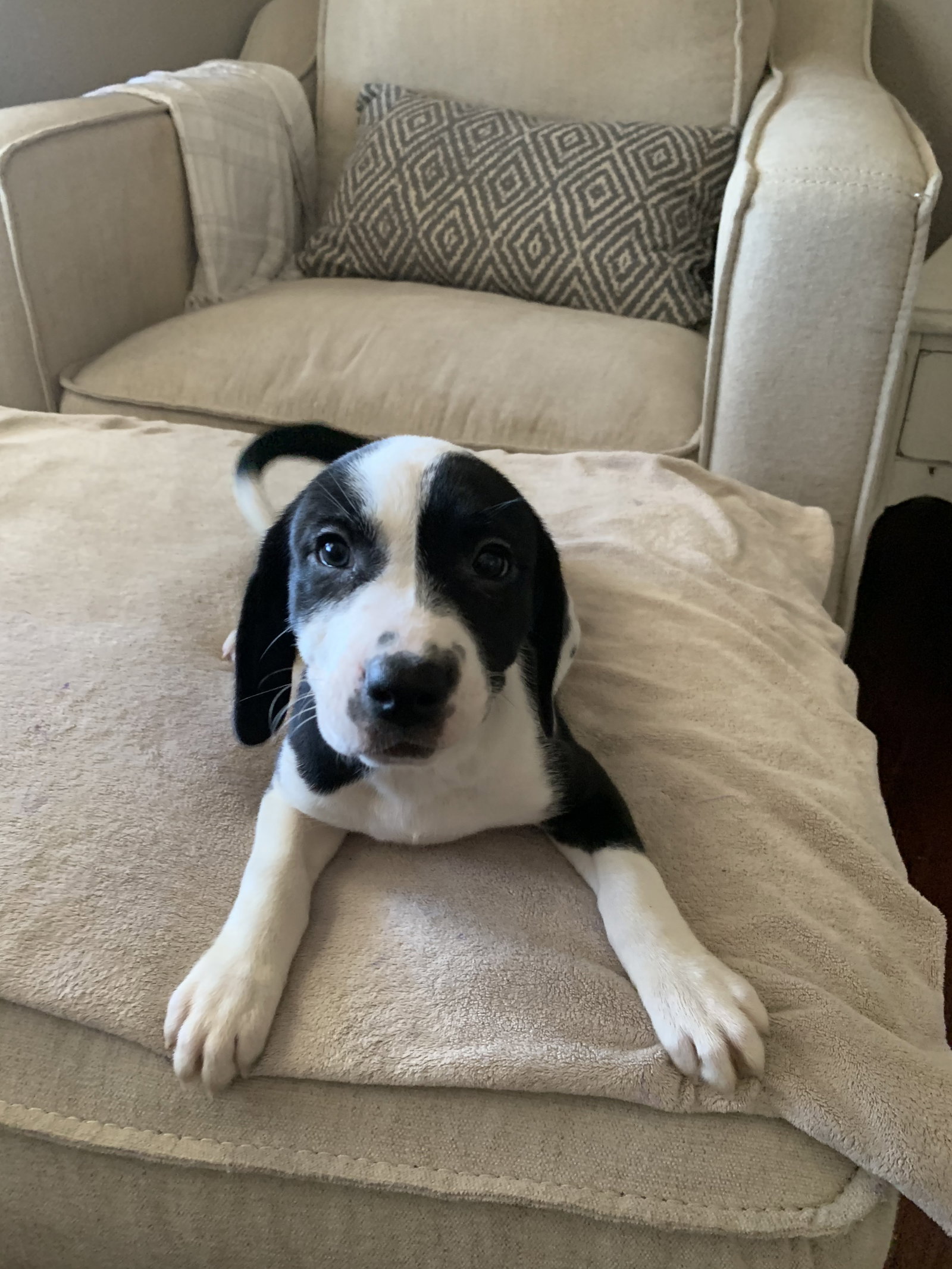 Dog for Adoption Miami, a Labrador Retriever in Calverton Park, MO
