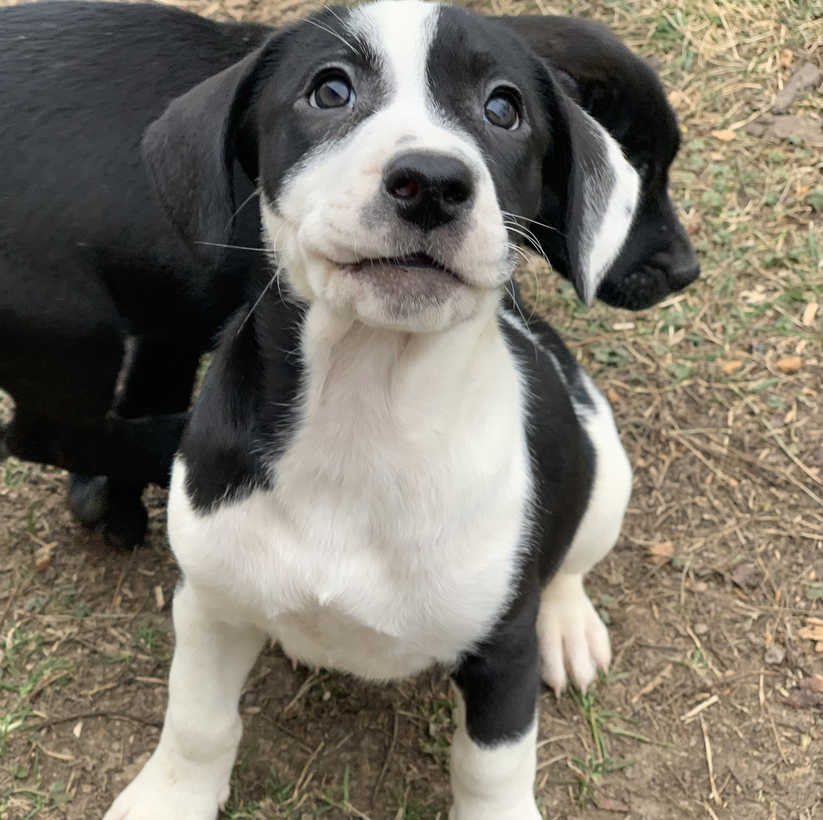 Dog for Adoption Miami, a Labrador Retriever in Calverton Park, MO