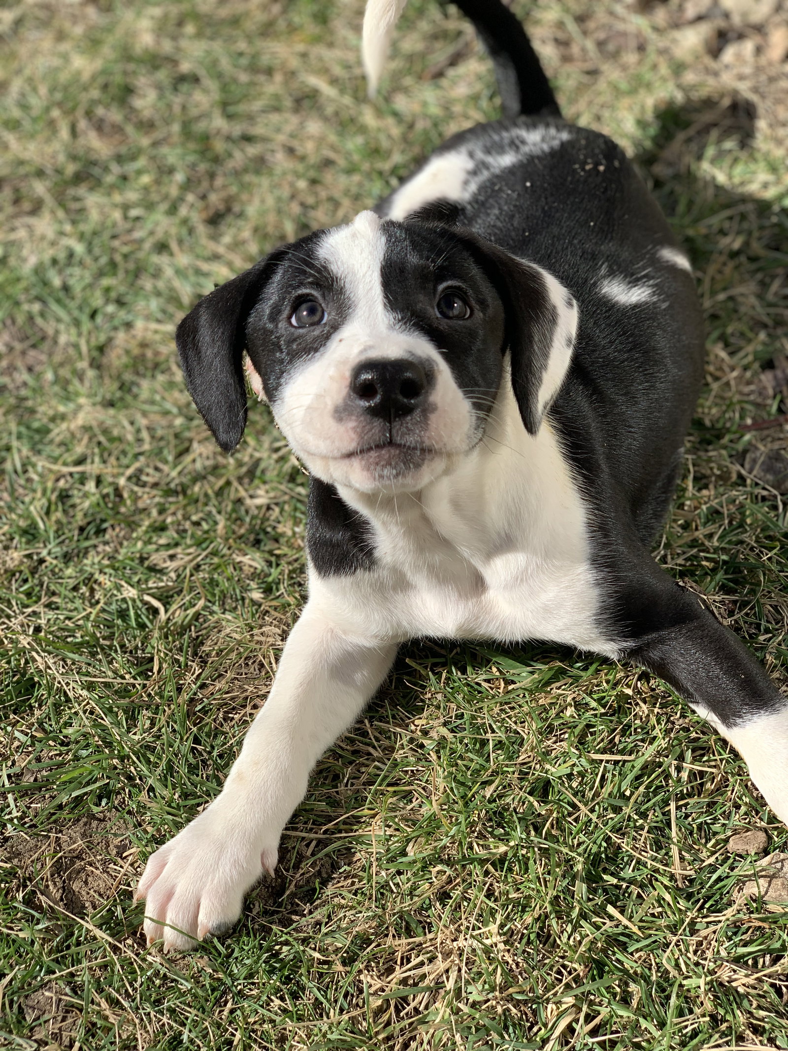 Dog for Adoption Miami, a Labrador Retriever in Calverton Park, MO