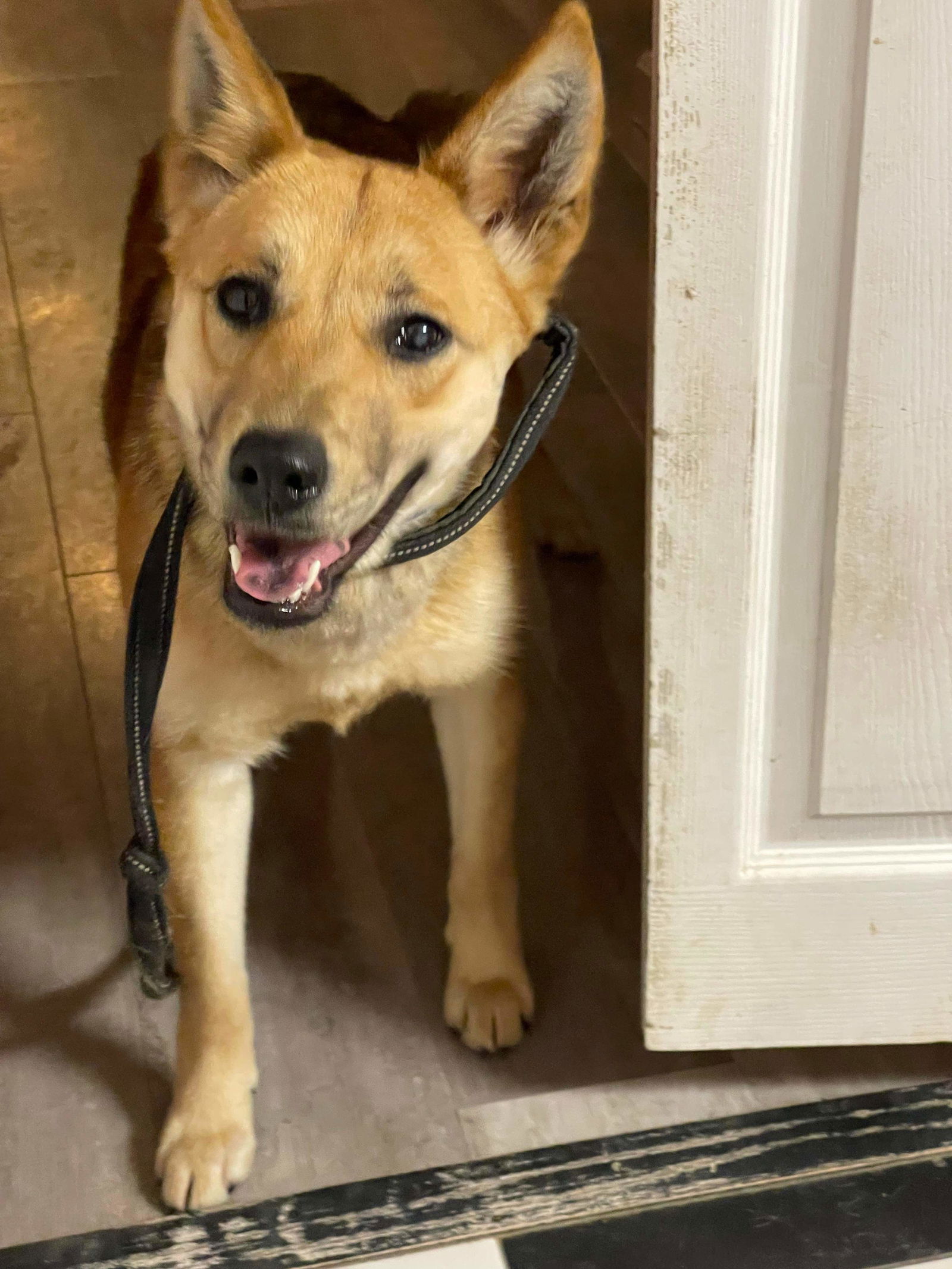 Dog For Adoption - Foxy, A Shepherd In Sainte Genevieve County, Mo 