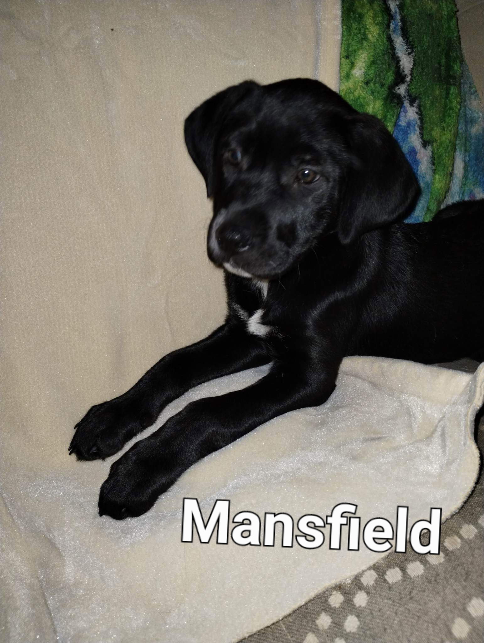 Dog for Adoption Mansfield, a Labrador Retriever in Collinsville, IL