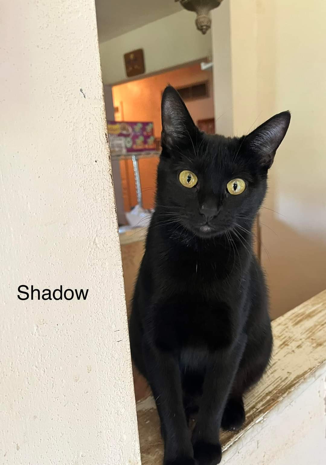 adoptable Cat in Fenton, MO named Shadow