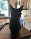 adoptable Cat in Fenton, MO named Susie