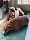 adoptable Dog in  named Mocha and Caramel   (bonded pair)