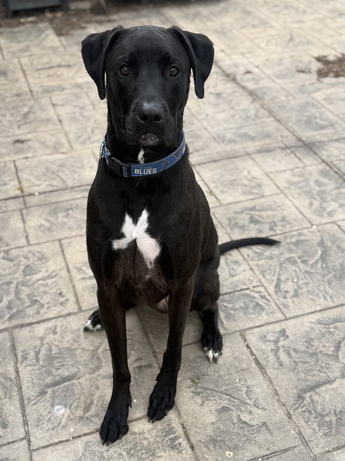 picture of the dog needing adoption