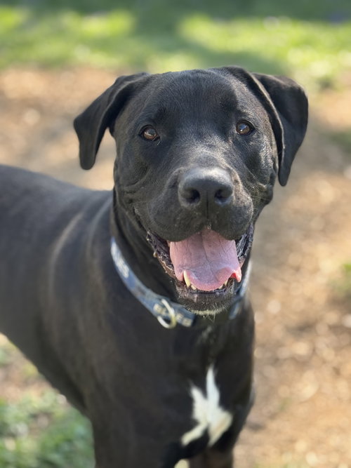picture of the dog needing adoption