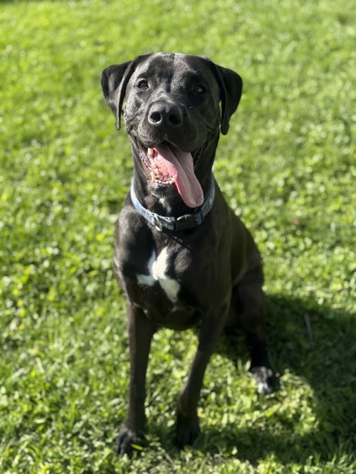 Barrett, an adoptable Labrador Retriever in Fenton, MO