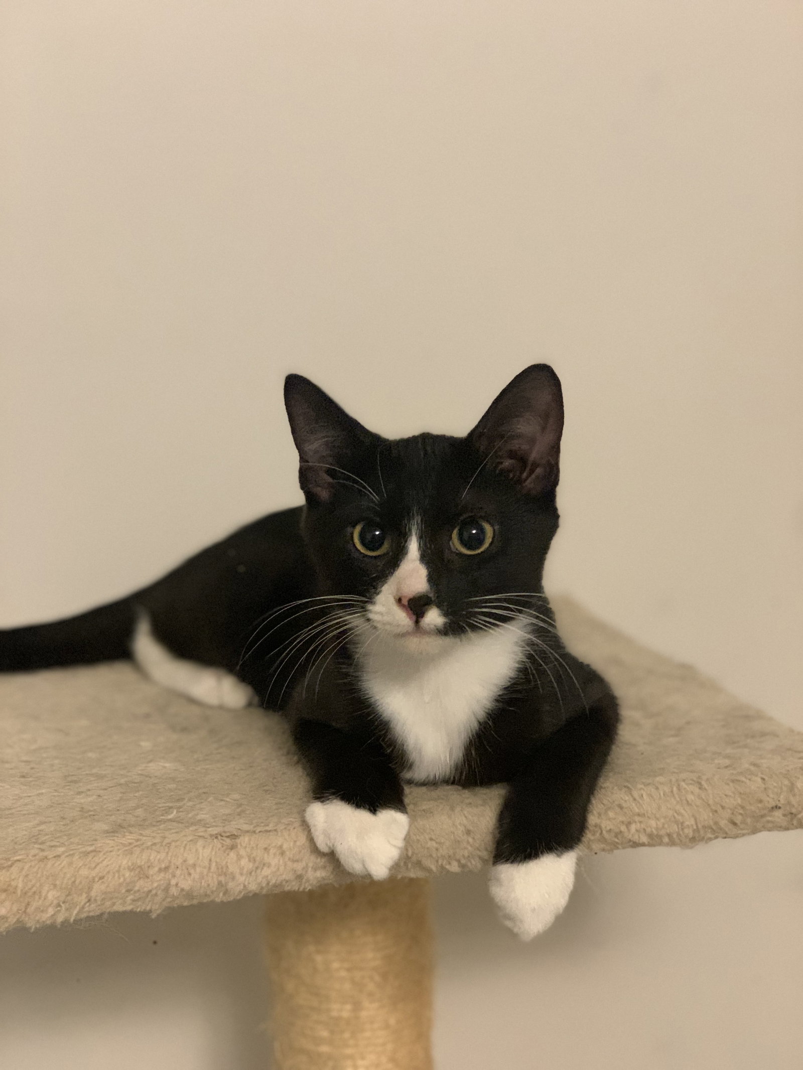 Cats for Adoption in Old Jamestown, Missouri Alpha Paw