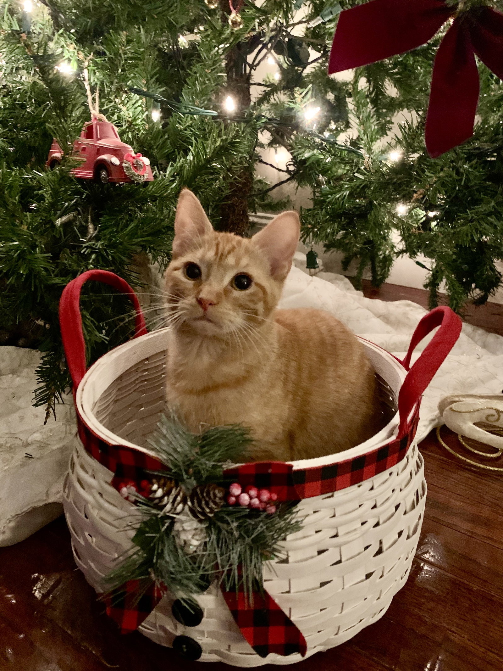 Cats for Adoption in O Fallon, Missouri Alpha Paw
