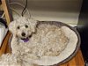 adoptable Dog in fenton, MO named Nyla