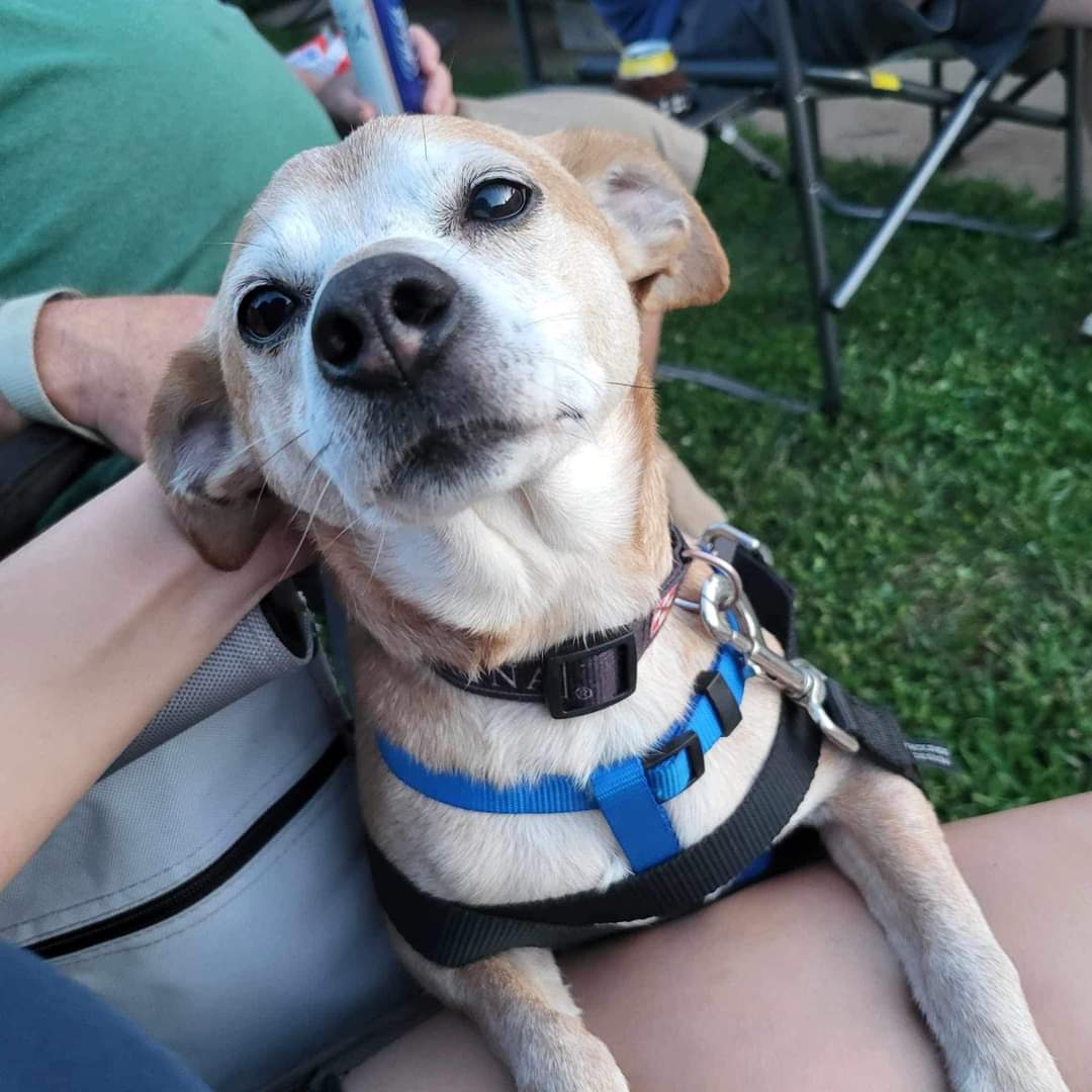 adoptable Dog in Fenton, MO named Vince