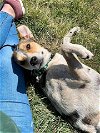 adoptable Dog in fenton, MO named Cola