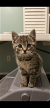 adoptable Cat in fenton, MO named Mowgli