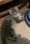 adoptable Cat in fenton, MO named Baloo