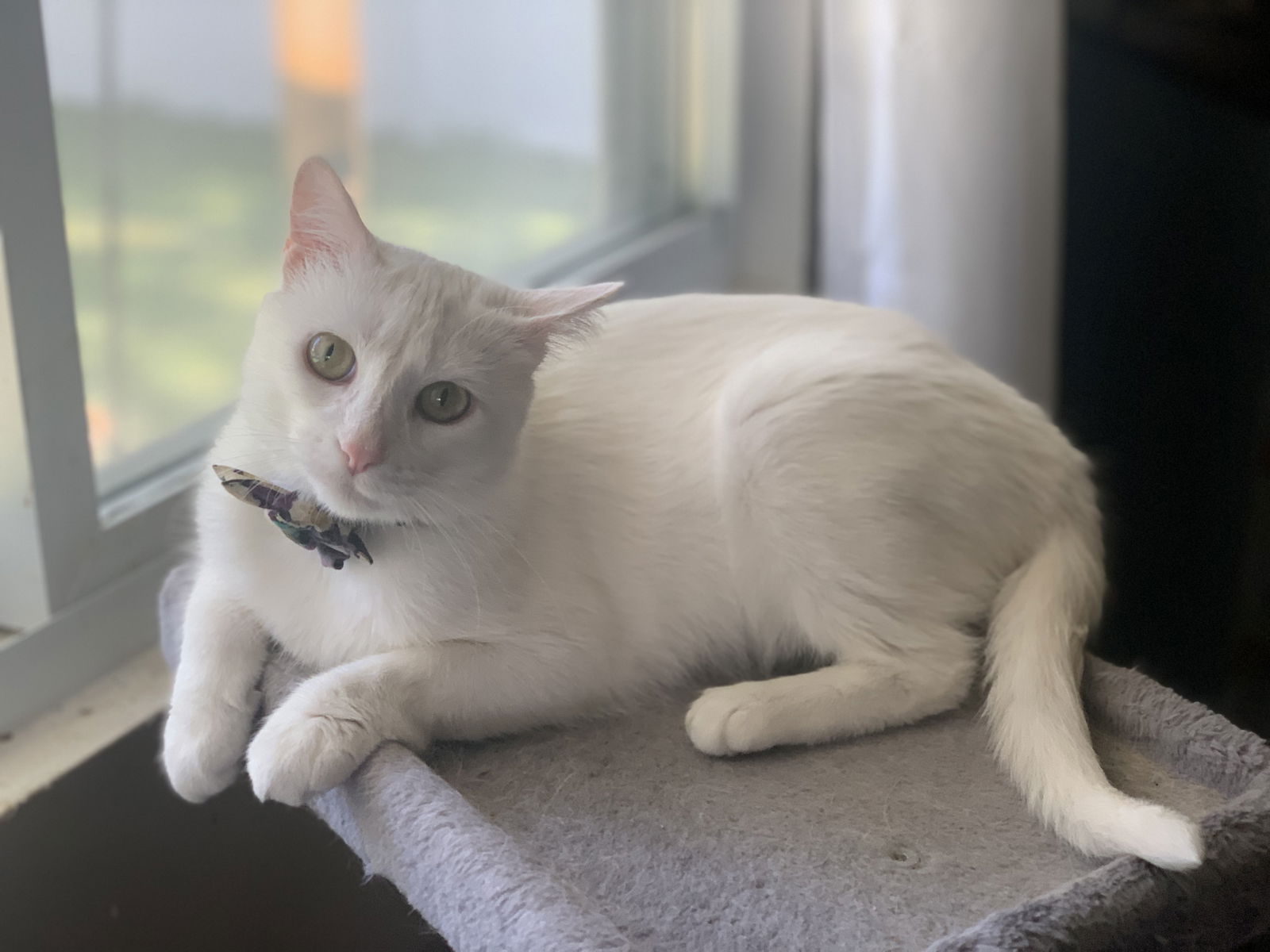 adoptable Cat in Fenton, MO named April