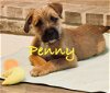 adoptable Dog in  named Penny