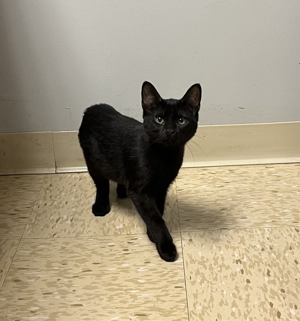 adoptable Cat in Fenton, MO named BooBoo