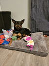 adoptable Dog in Fenton, MO named Penny